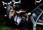 V Galante horelo osobne vozidlo umyselne zapalenie
