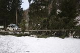 Horski zachranari pomohli styrom zranenym turistom po pade stromu v Ziarskej doline