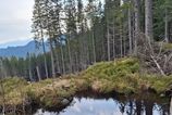 Ochrnari objavili nove pliesko v Nizkych Tatrach na mieste kde sa planuje vystavba zjazdovky