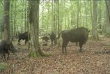 Vlci zautocili na mladia zubra v Posku Vedci zachytili dramaticky lov na videu