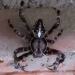 Konečne účinné spôsoby, ako sa zbaviť pavúkov