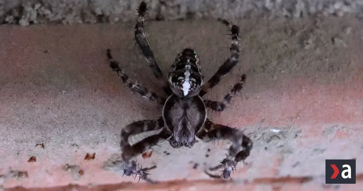 Konečne účinné spôsoby, ako sa zbaviť pavúkov