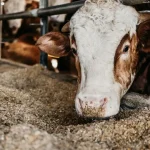 Človek sa po prvýkrát nakazil vírusom Shamonda, hlásia francúzske úrady