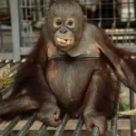 Požiare na Borneu a Sumatre ničia biotopy, záchranári evakuovali desiatky orangutanov