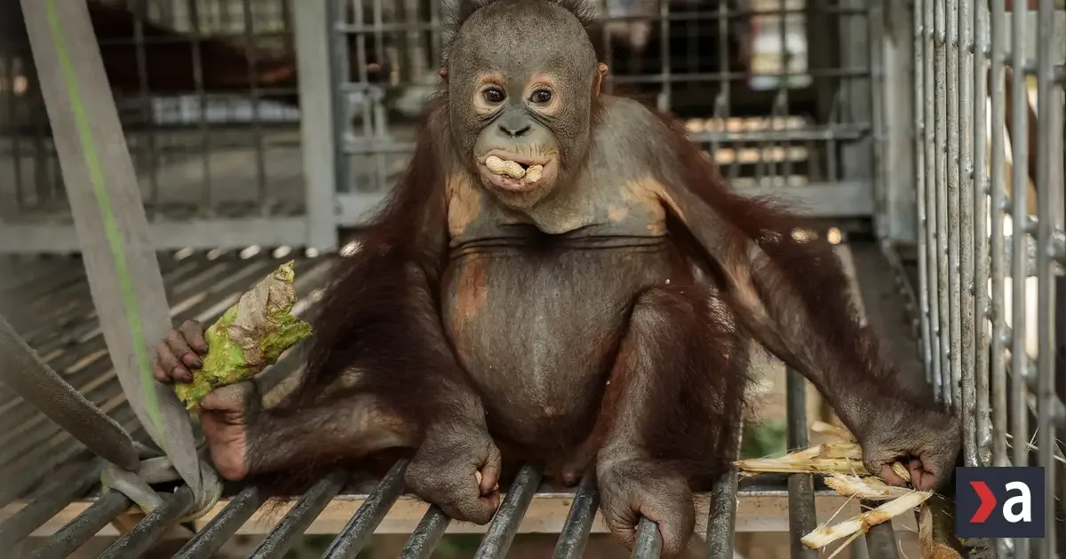 Požiare na Borneu a Sumatre ničia biotopy, záchranári evakuovali desiatky orangutanov